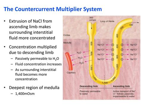 Countercurrent multiplication is the process by which a small osmolality difference between fluid flows in ascending and descending limbs, at each level of the outer medulla, is multiplied by the countercurrent flow configuration to establish a large axial osmolality difference. This axial difference, distributed along the corticomedullary axis, is frequently …
